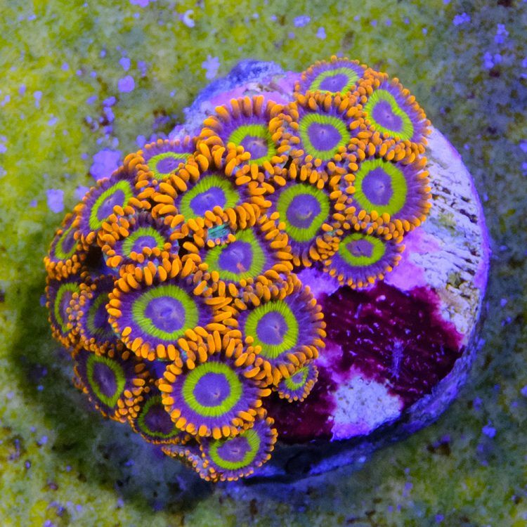 Fruit Loops Zoa