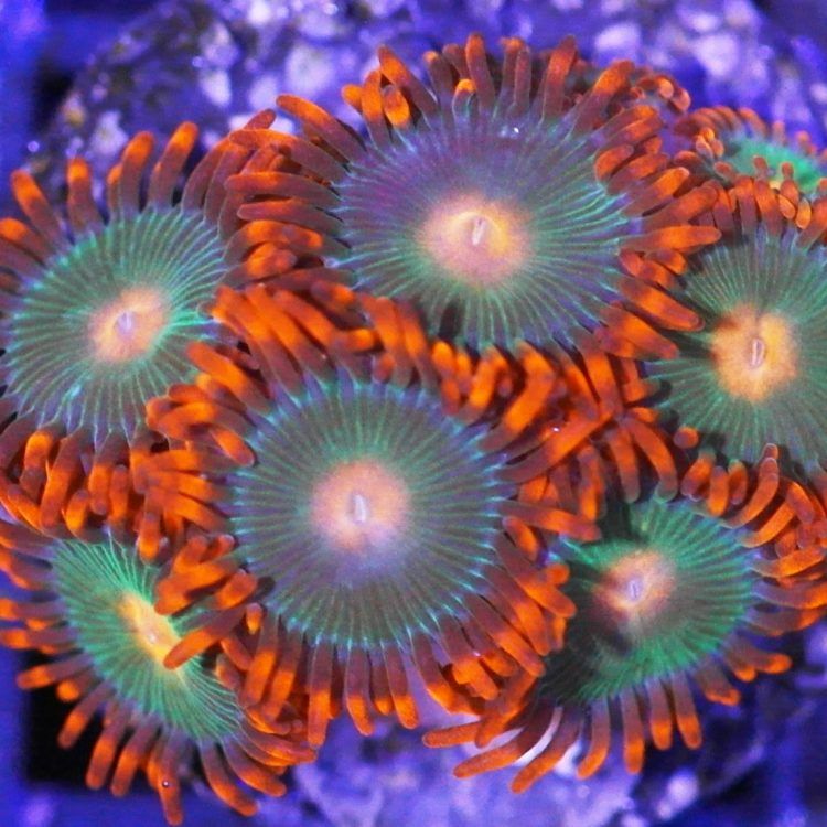 Foto by : Korallen Schätze - https://www.korallen-schaetze.de/