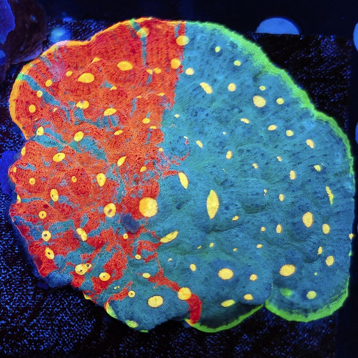 Foto by : Photo by Fauna Marin (Corey) - www.faunamarincorals.de