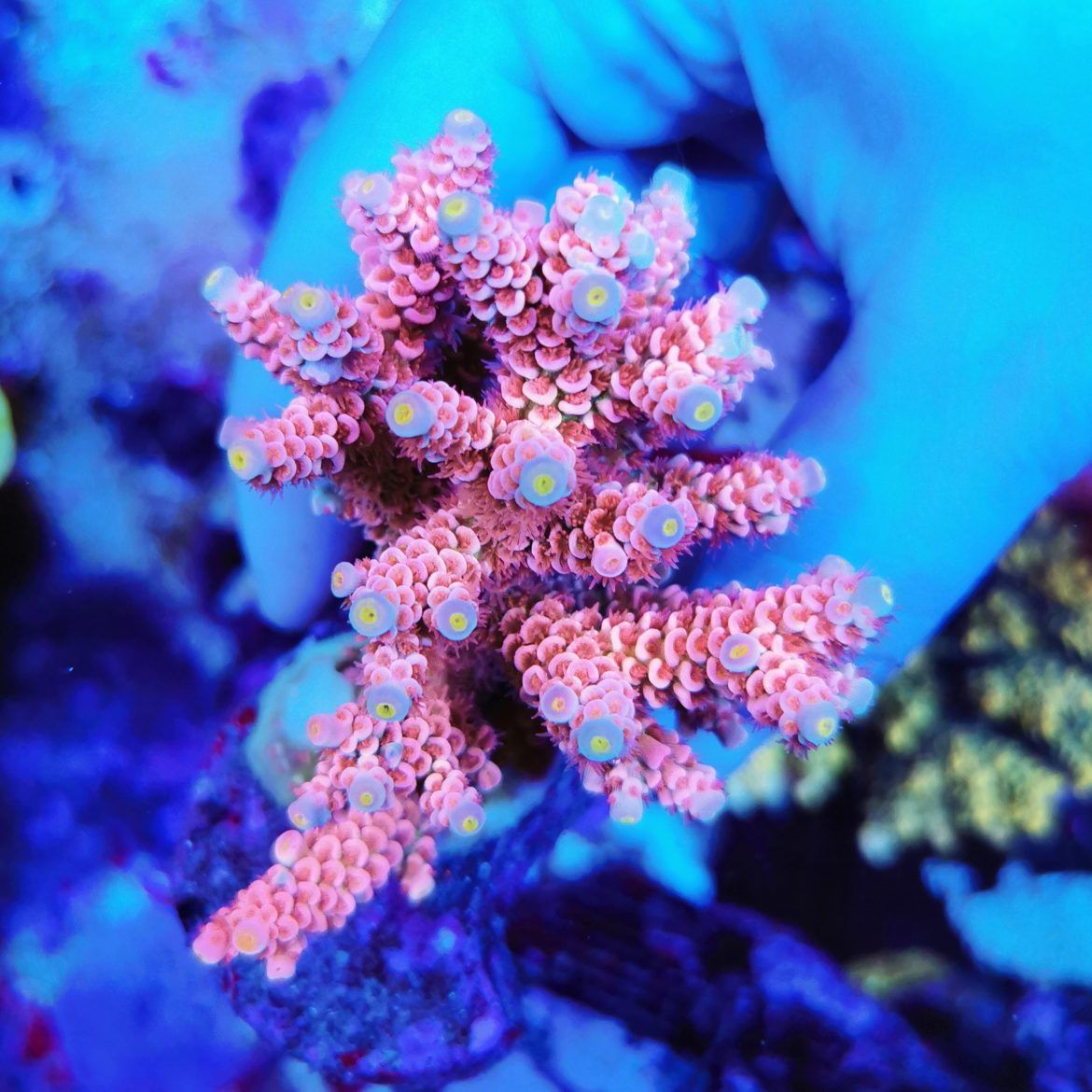 Foto by : Photo by Fauna Marin (Corey - Www.faunamarincorals.de