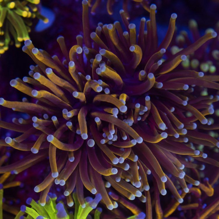 Foto by : Photo by Fauna Marin (Corey) - www.faunamarincorals.de