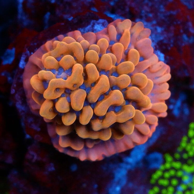 Foto by RainbowCoralReef - www.instagram.com/rainbowcoralreef