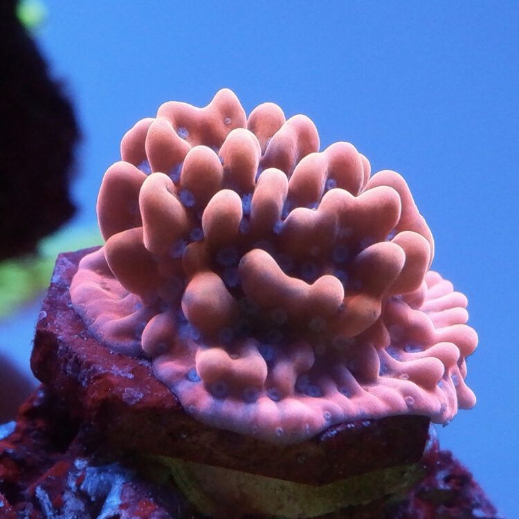 Foto by RainbowCoralReef - www.instagram.com/rainbowcoralreef