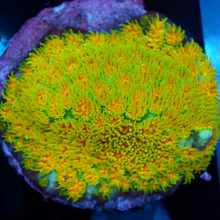Foto by : RainbowCoralReef - www.instagram.com/rainbowcoralreef