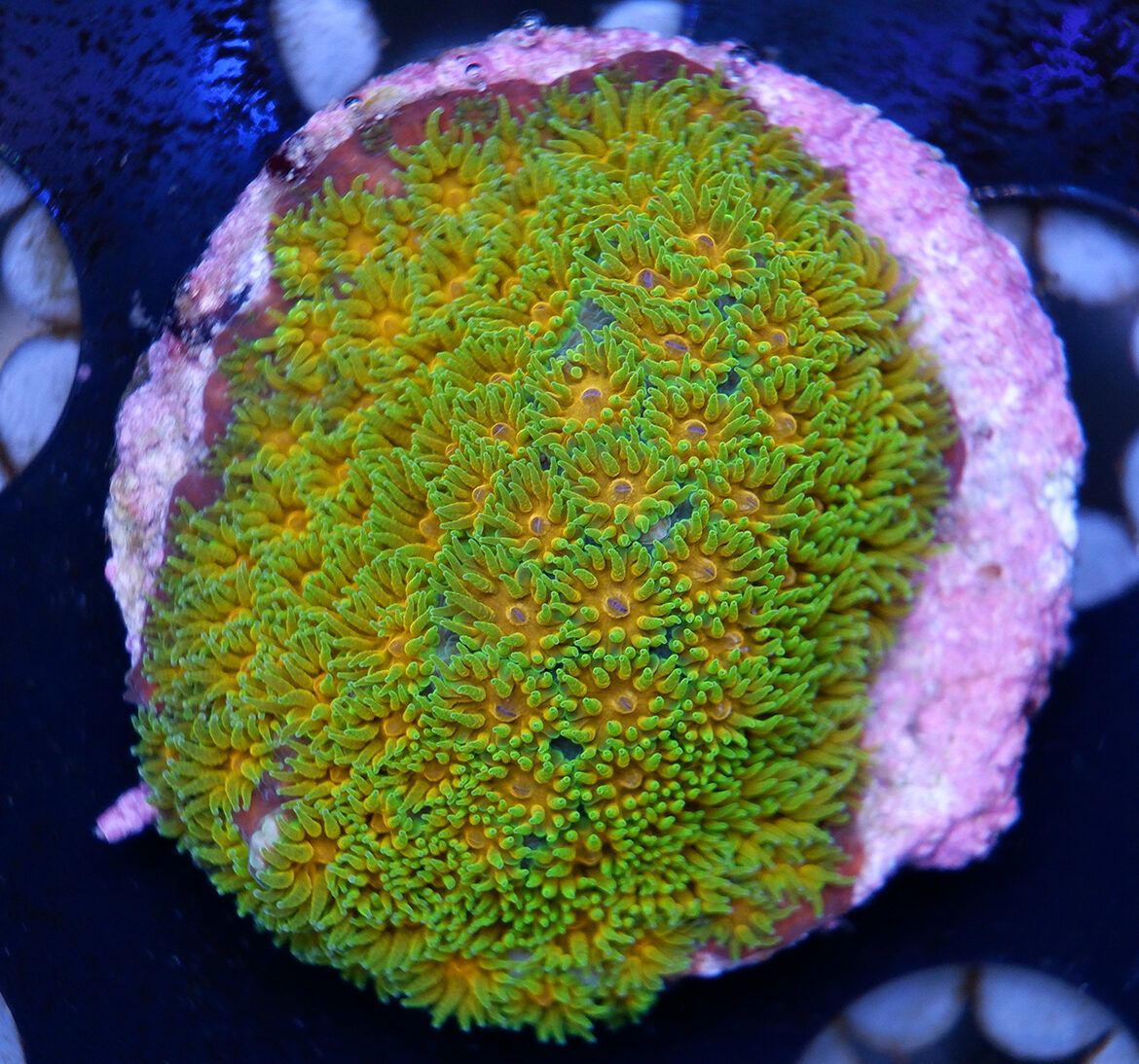 Foto by : RainbowCoralReef - www.instagram.com/rainbowcoralreef