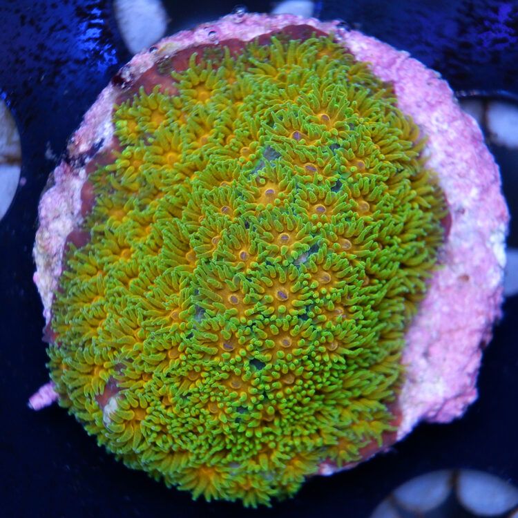 Foto by : RainbowCoralReef - www.instagram.com/rainbowcoralreef