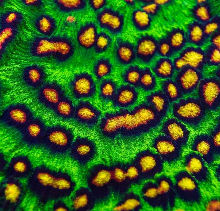 JF Raja Rampat Chalice