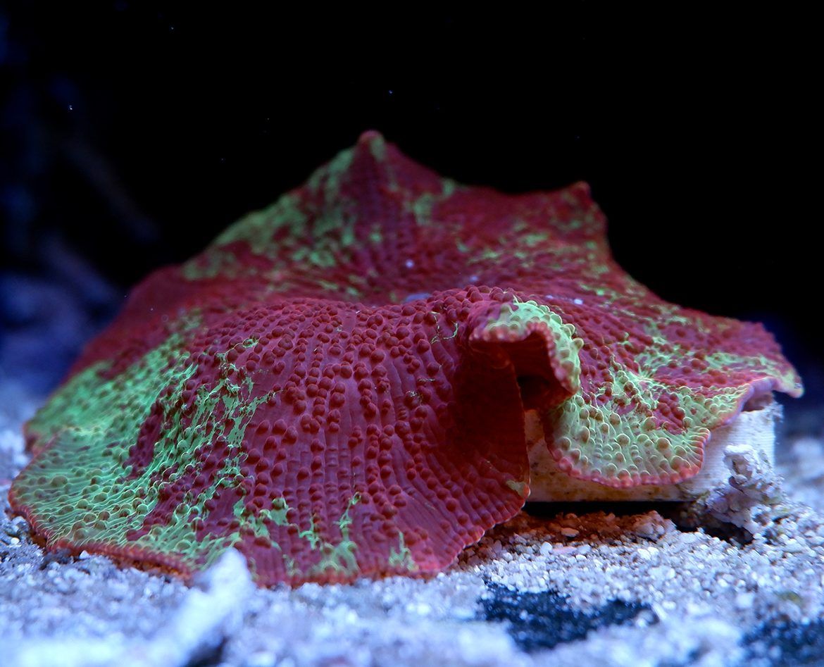 Foto by : RainbowCoralReef - www.instagram.com/rainbowcoralreef