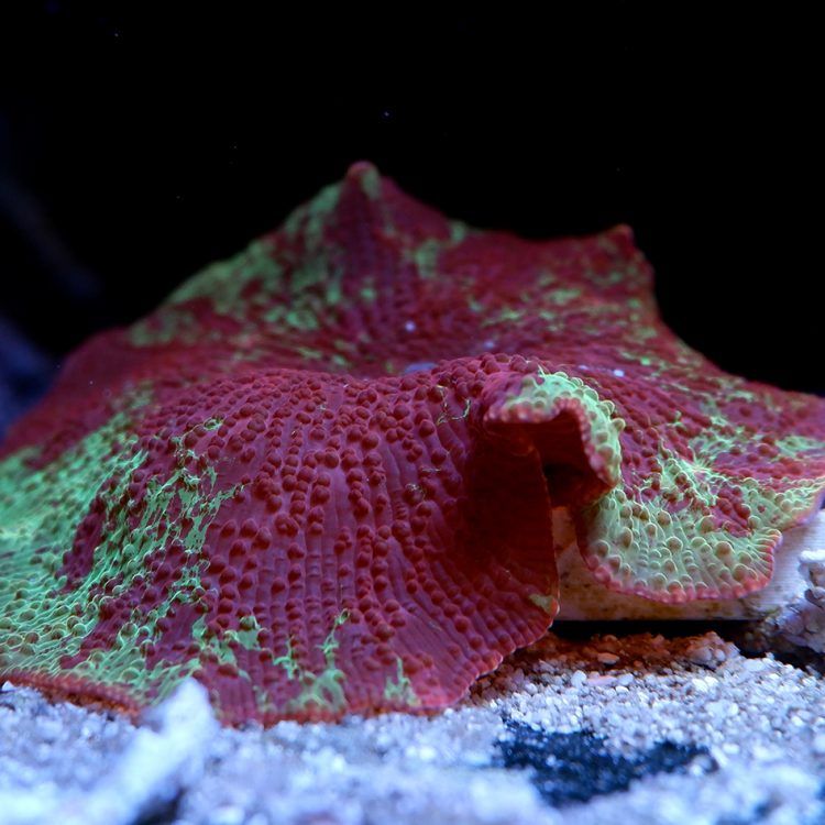 Foto by : RainbowCoralReef - www.instagram.com/rainbowcoralreef