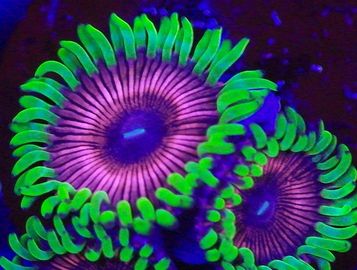 Hallucination Zoa