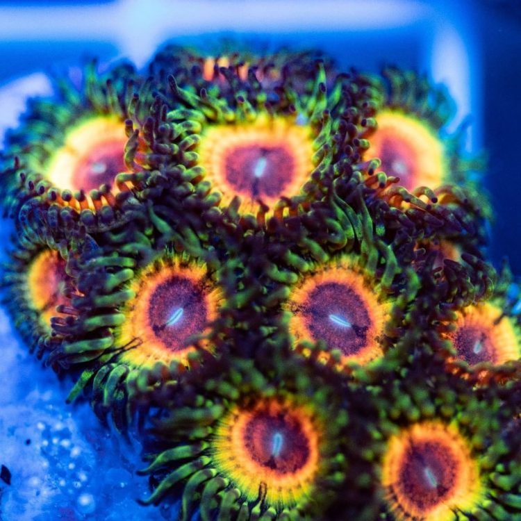 Little Shop of Horrors Zoa