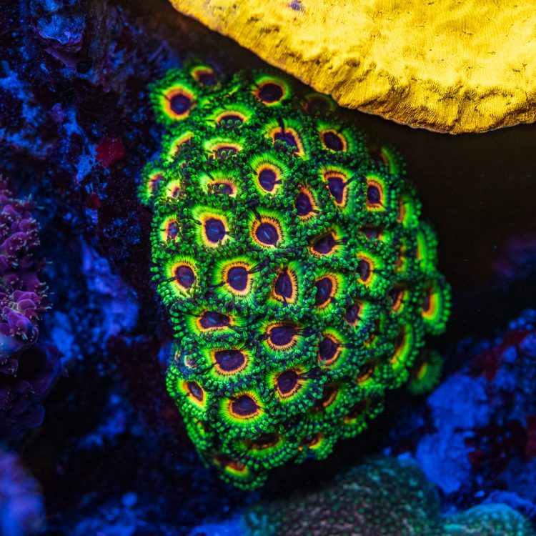 Little Shop of Horrors Zoa