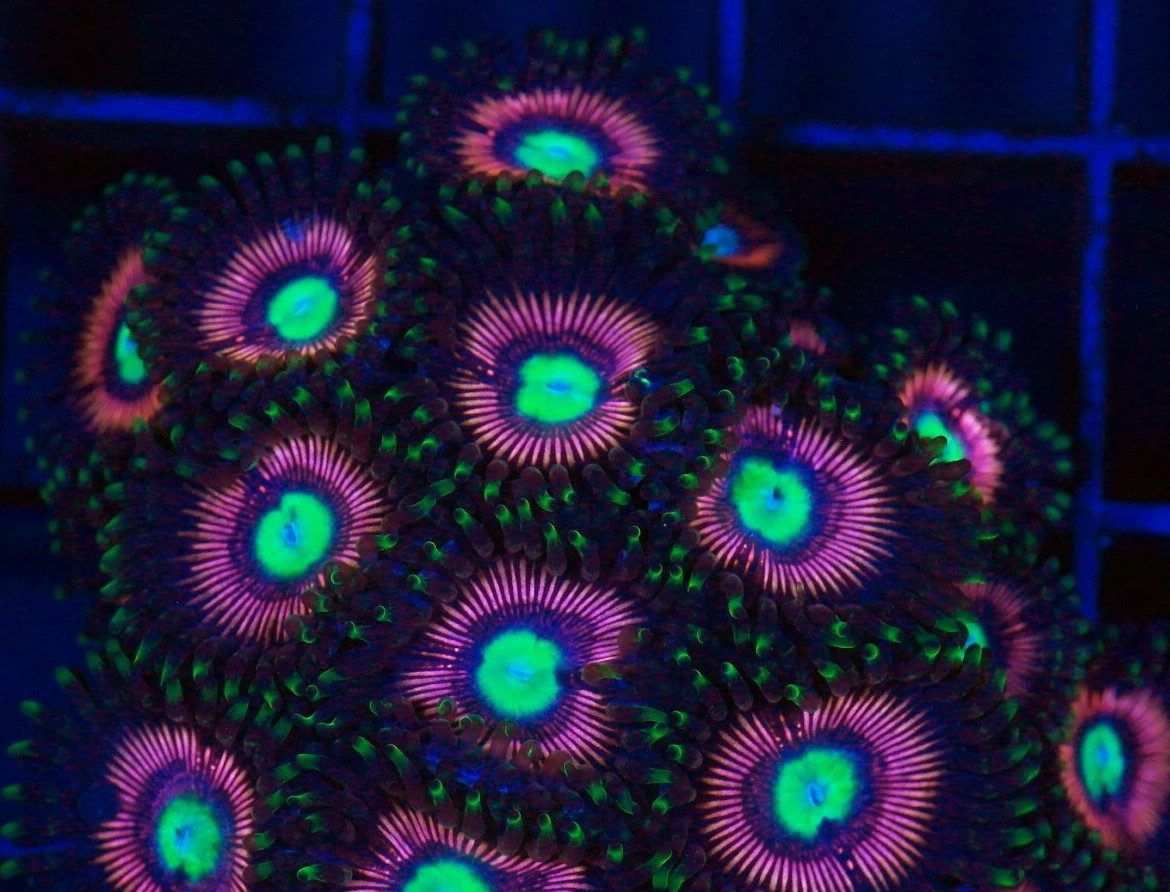 Foto by : Korallen Schätze - https://www.korallen-schaetze.de/