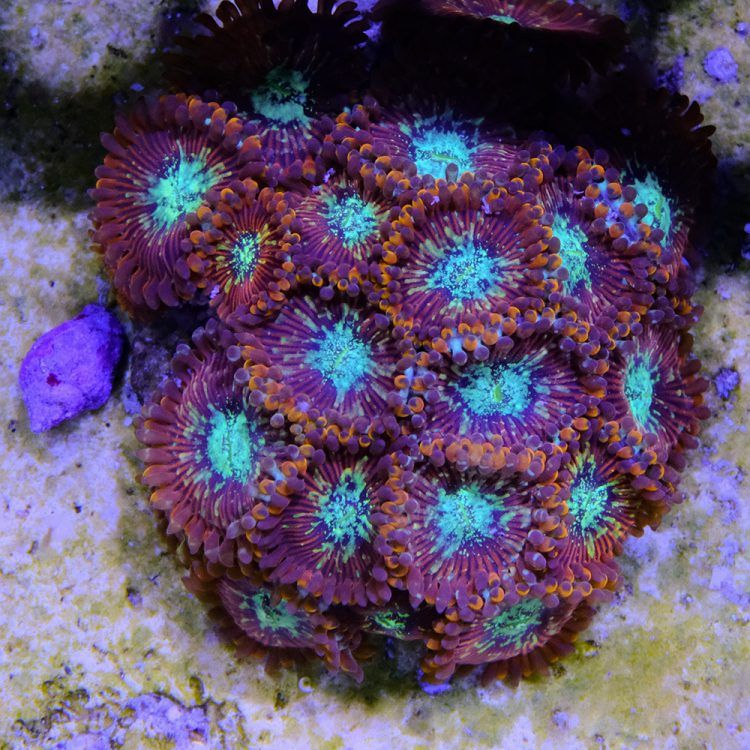 Magician Zoa