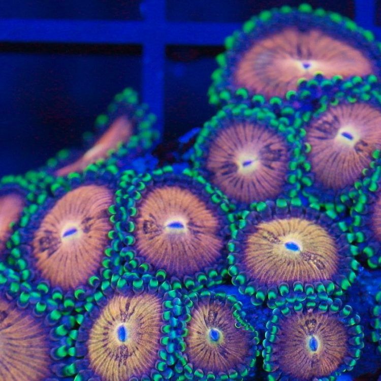 Foto by : Korallen Schätze - https://www.korallen-schaetze.de/