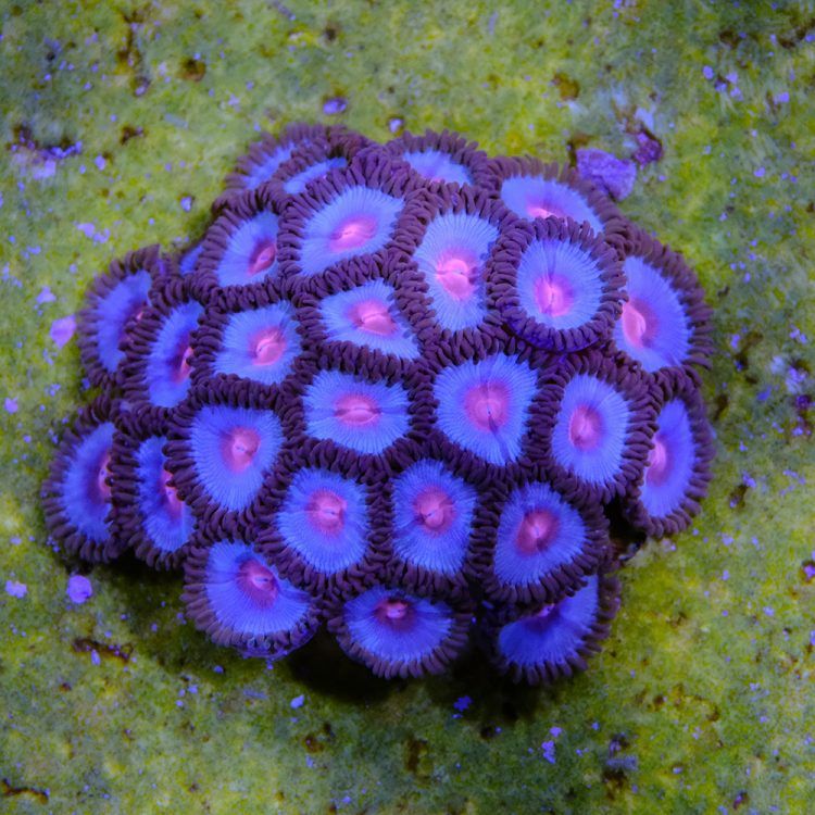 Miami Vice Zoa
