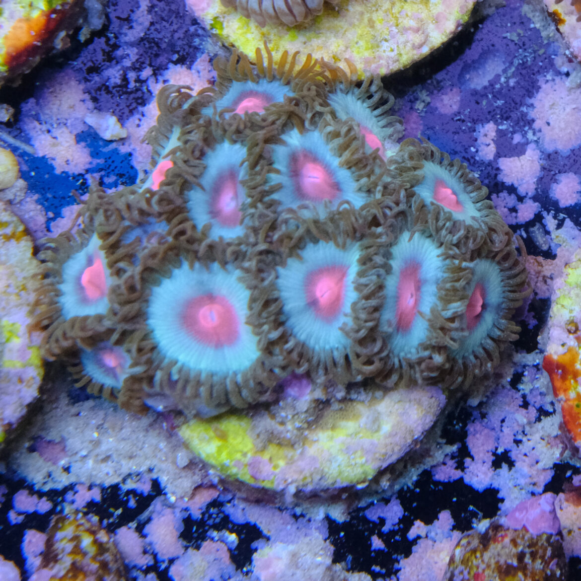 Miami Vice Zoa