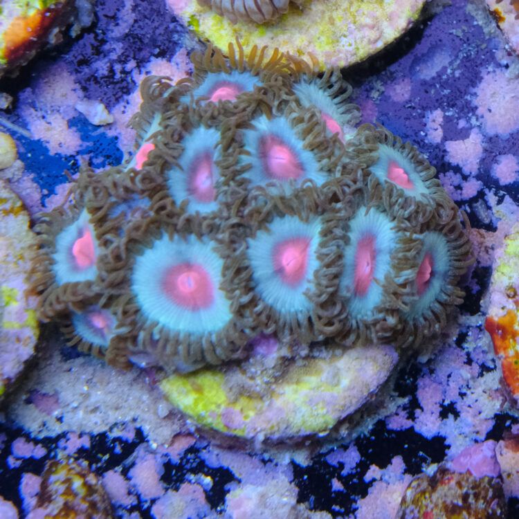 Miami Vice Zoa