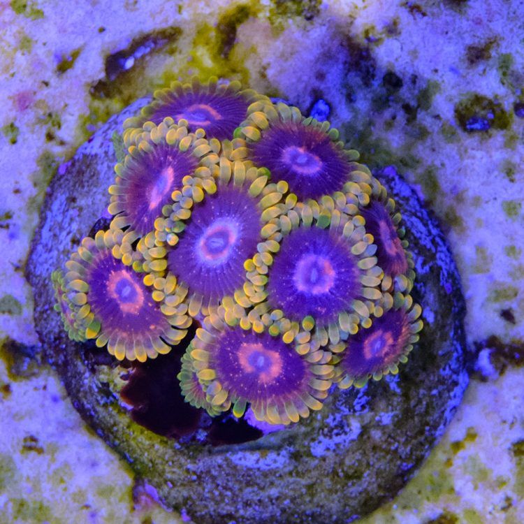 Mind trick Zoa