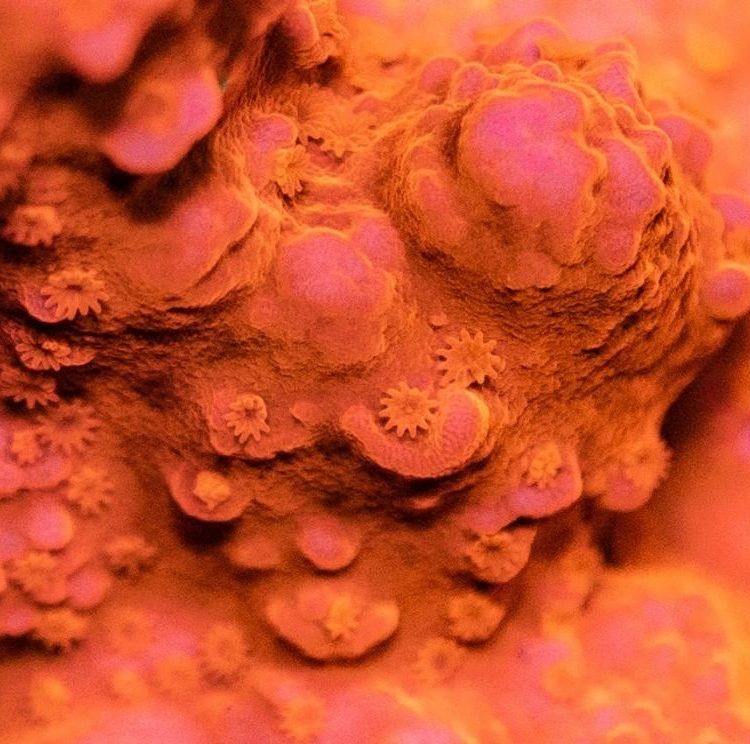 Montipora Setosa