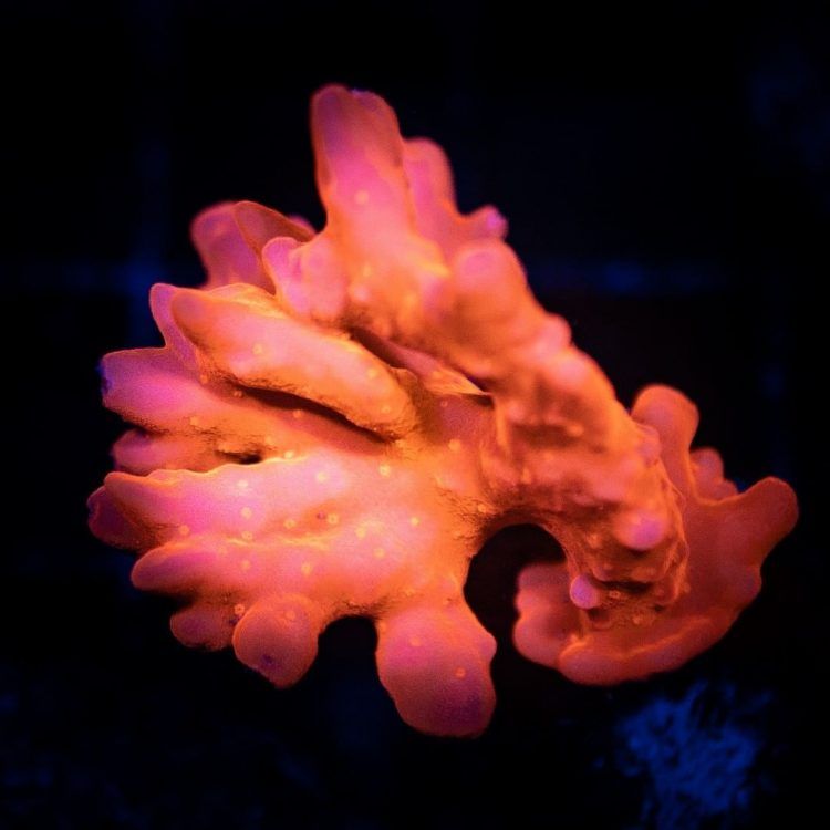 Montipora Setosa