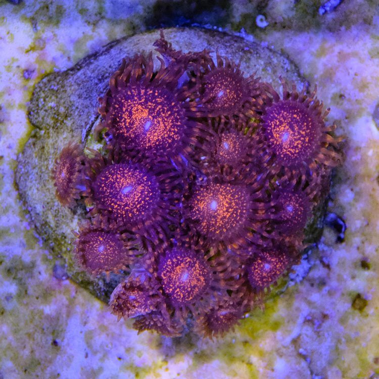 Nightmare Zoa