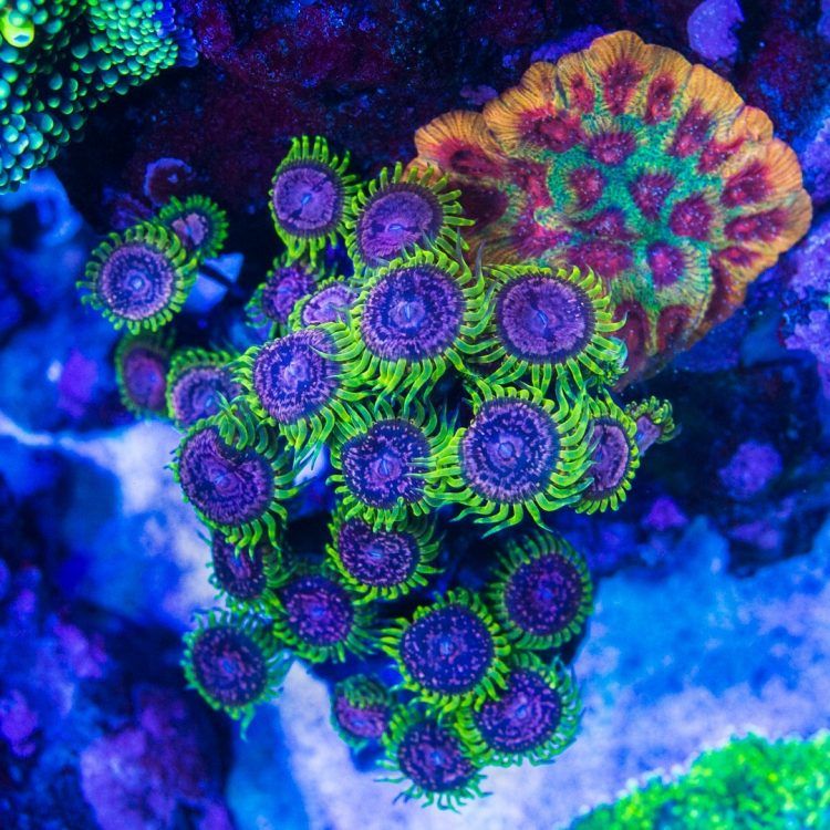 TK OG Purple Monsters