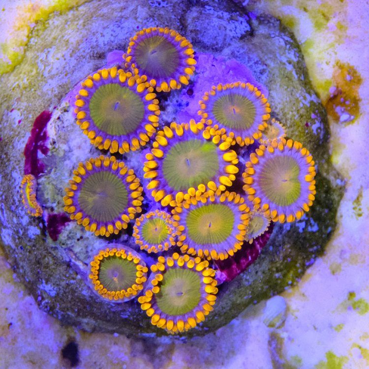 Orange Oxide Zoa