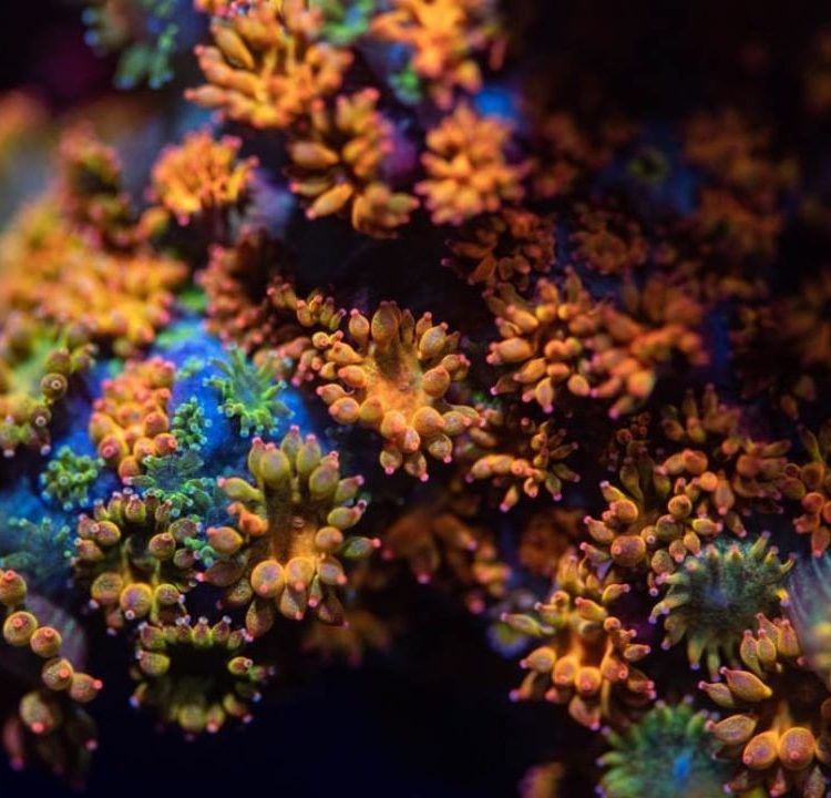 Orange Glitter, Captain Crunch