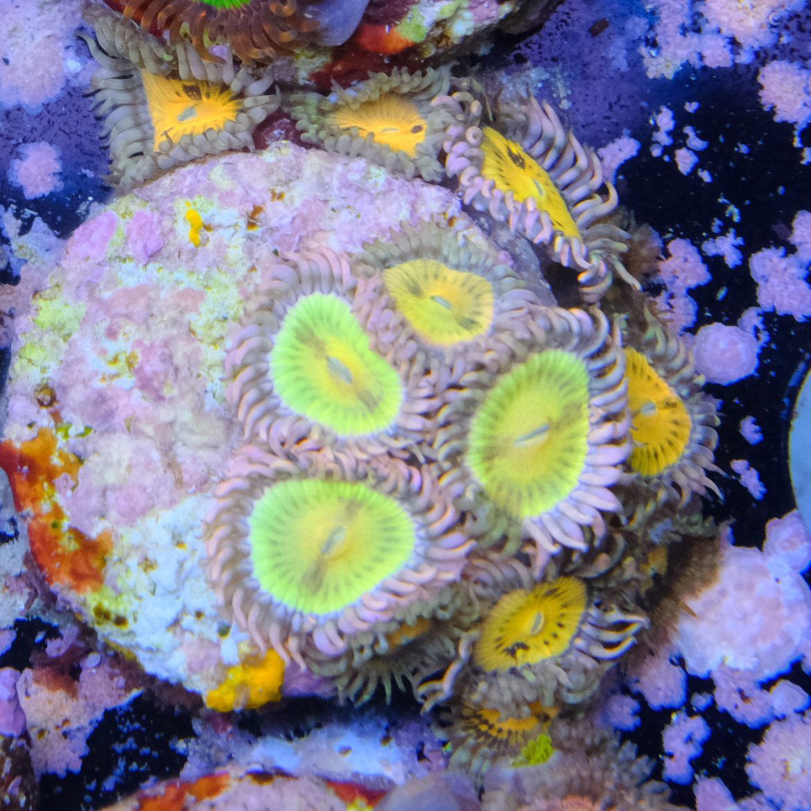 Packman Zoa