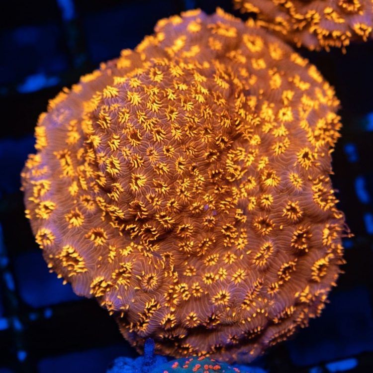 Pavona malidiviensis