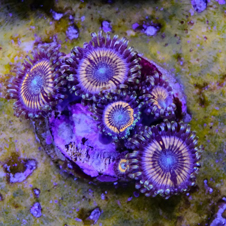 Petroglyph Zoa