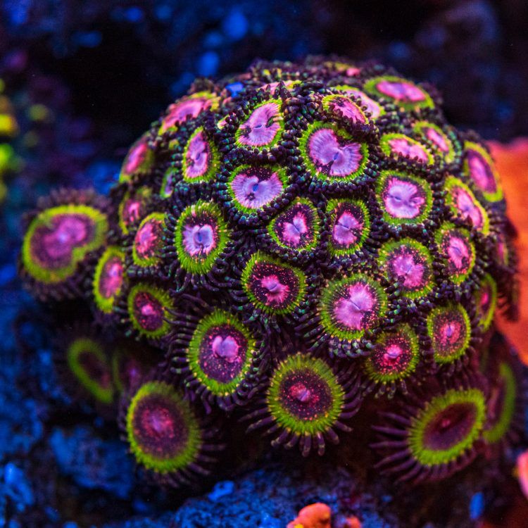 Pink Krakatoa Zoa