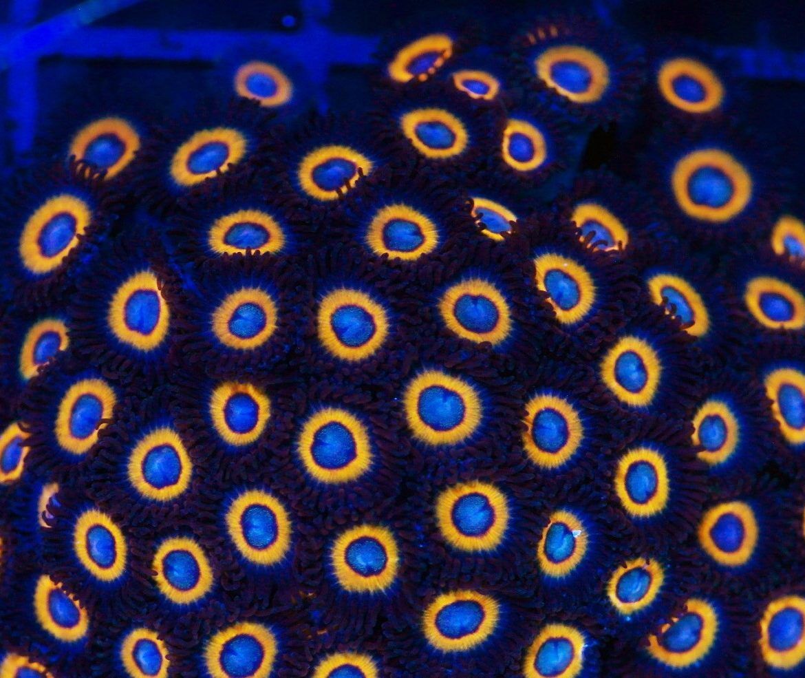 Foto by : Korallen Schätze - https://www.korallen-schaetze.de/