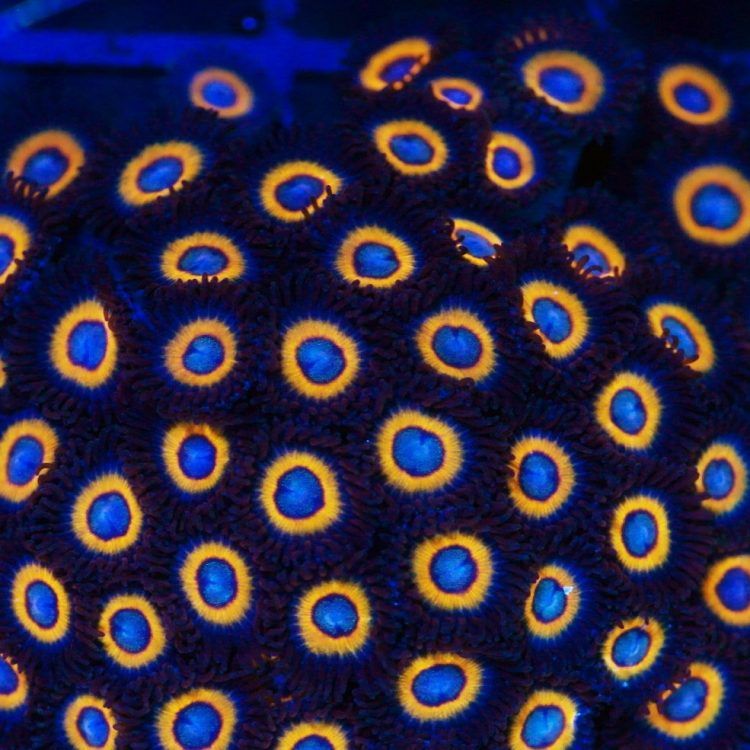 Foto by : Korallen Schätze - https://www.korallen-schaetze.de/