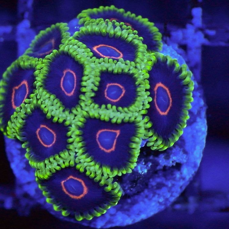 Foto by : Korallen Schätze - https://www.korallen-schaetze.de/