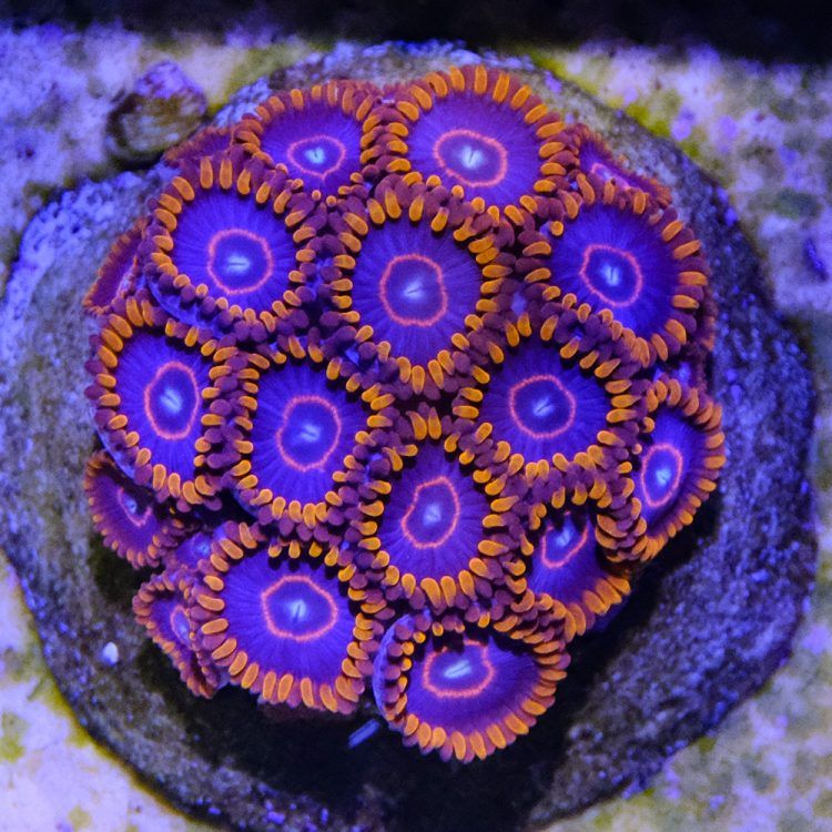 Red Hornets Zoa