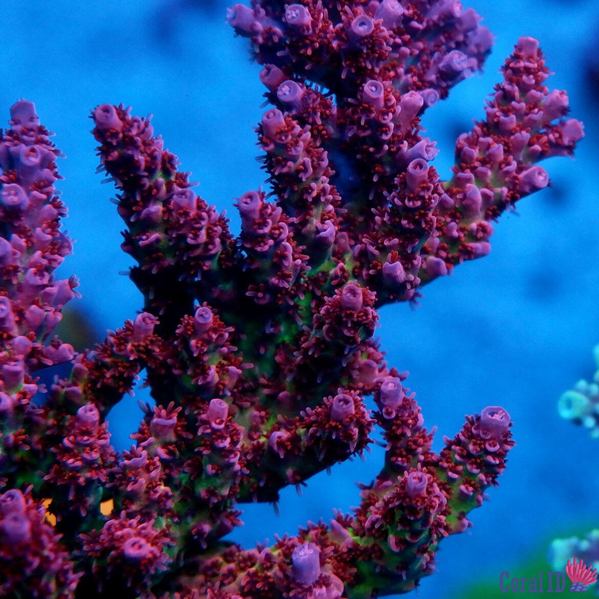 Foto by RainbowCoralReef - www.instagram.com/rainbowcoralreef