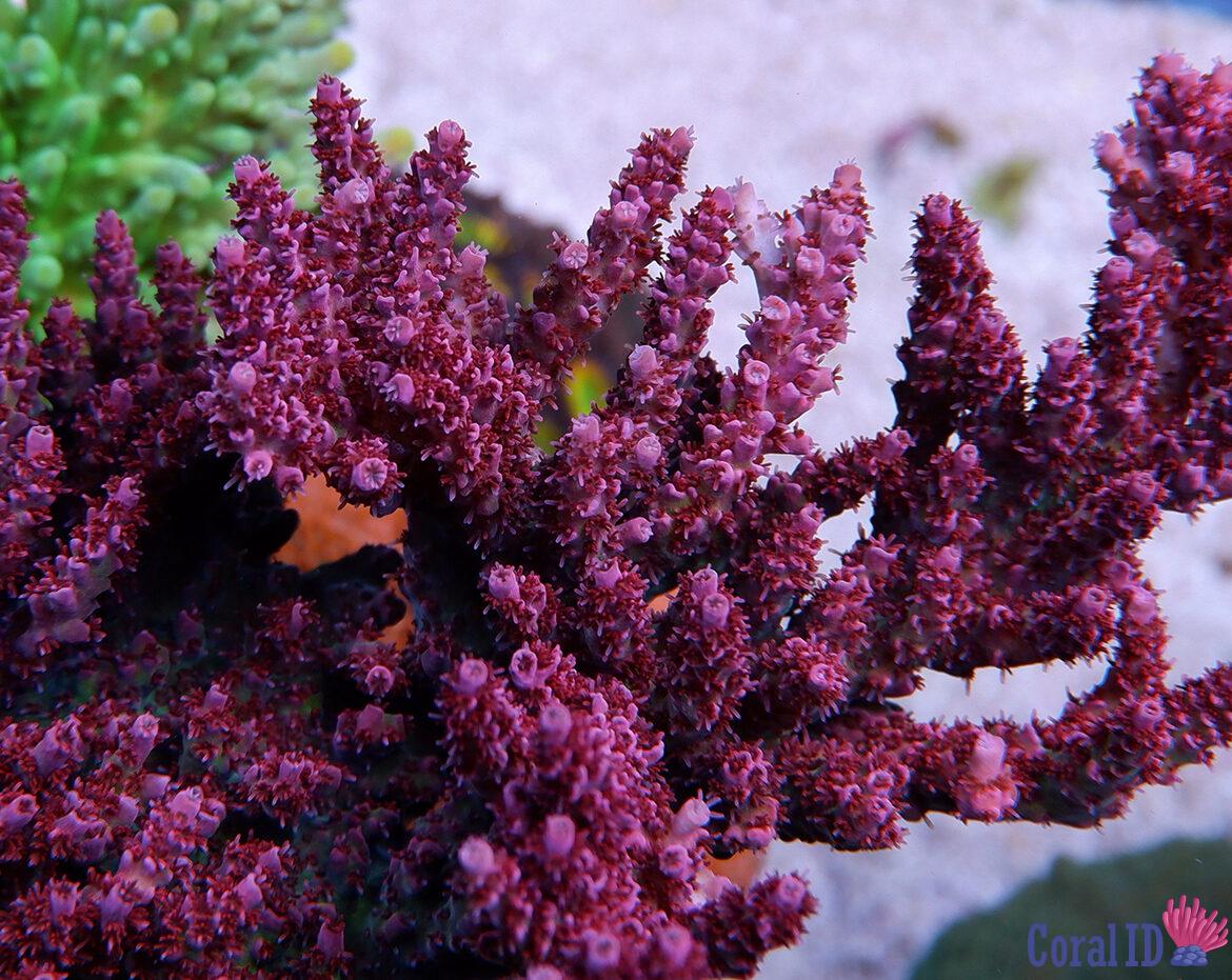 Foto by RainbowCoralReef - www.instagram.com/rainbowcoralreef