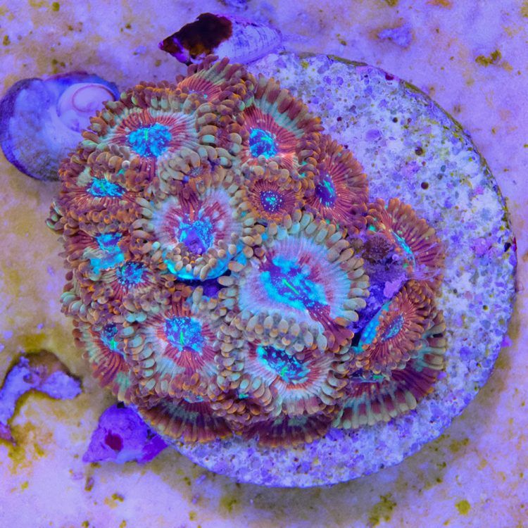 Salted Algave Zoa
