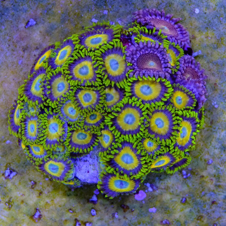Scrambled Egg Zoas