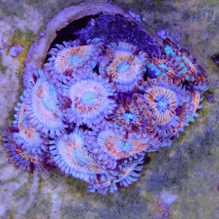 Seduction Zoas