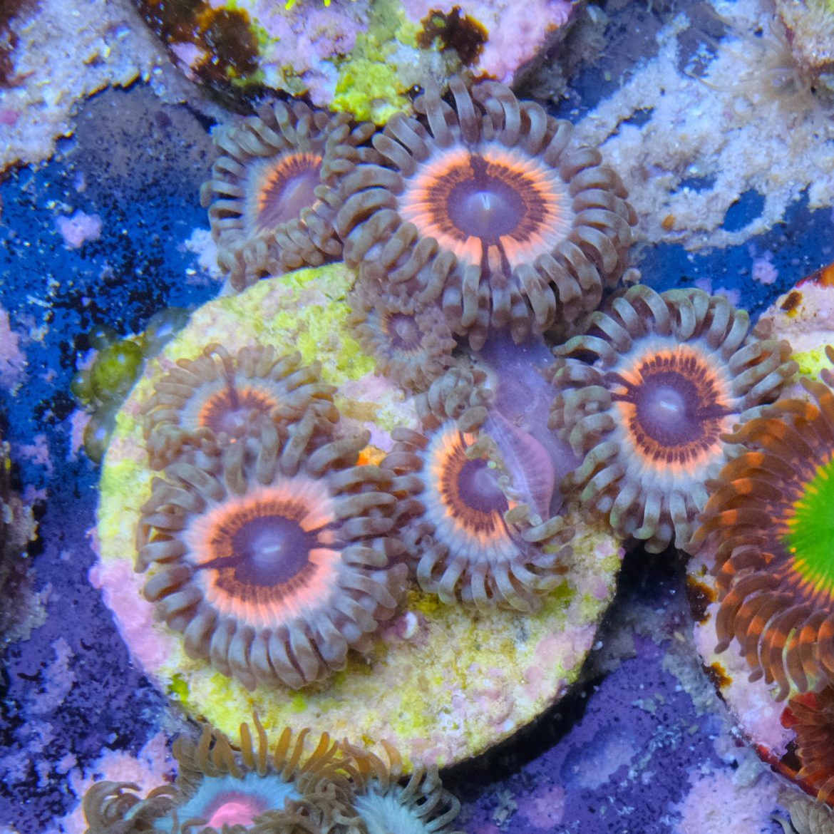 Sonic Flare Zoa
