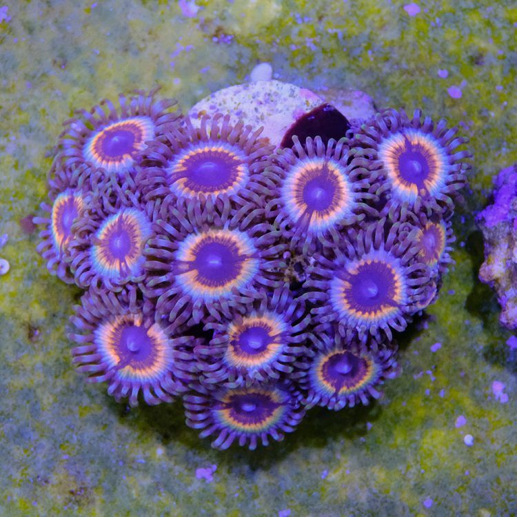 Sonic Flare Zoa