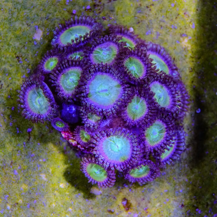 Sour Punch Zoa