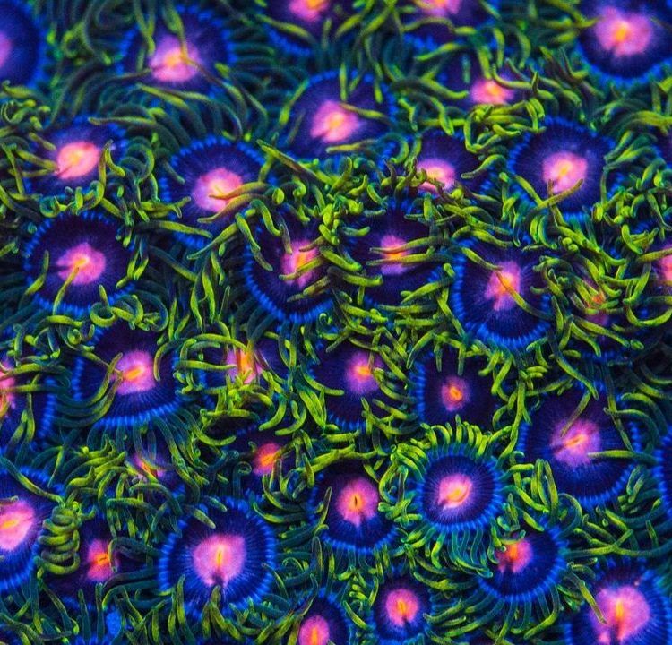 Sweet Tooth Zoas