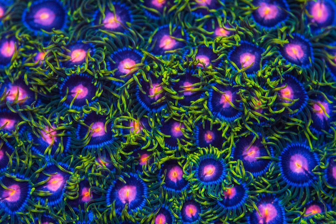 Sweet Tooth Zoas