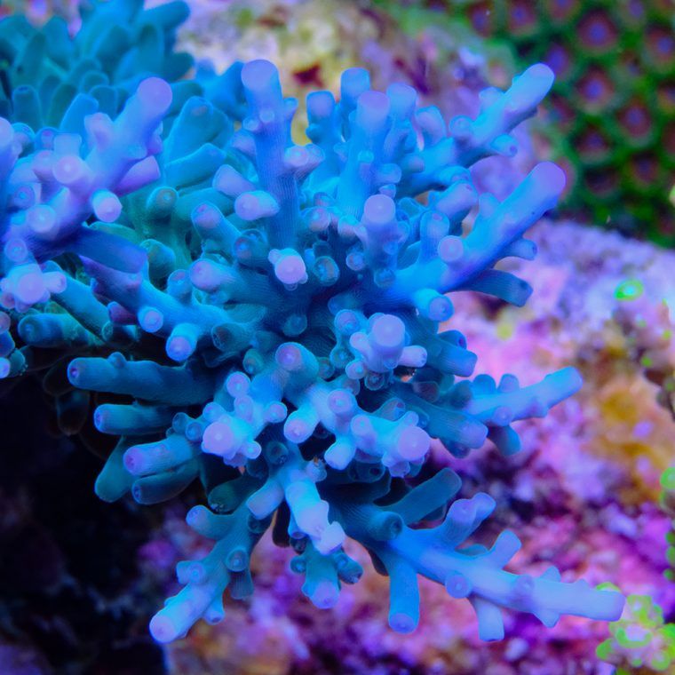 Hulock Acropora Archives - Coral ID