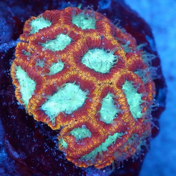 Foto by : RainbowCoralReef - www.instagram.com/rainbowcoralreef