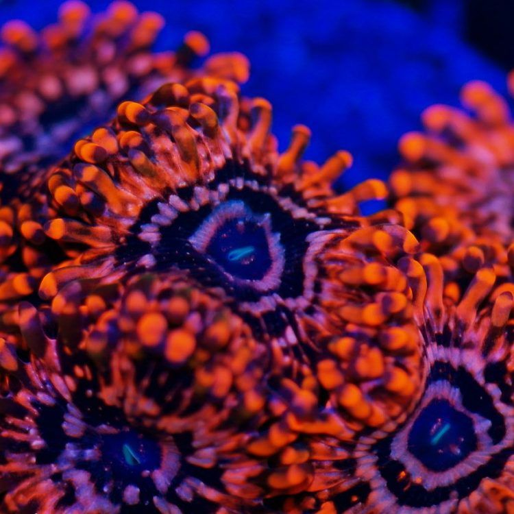 Utter Chaos Zoa